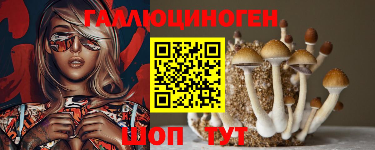 Находка  Псилоцибиновые грибы Psilocybine cubensis  Вход с VPN 